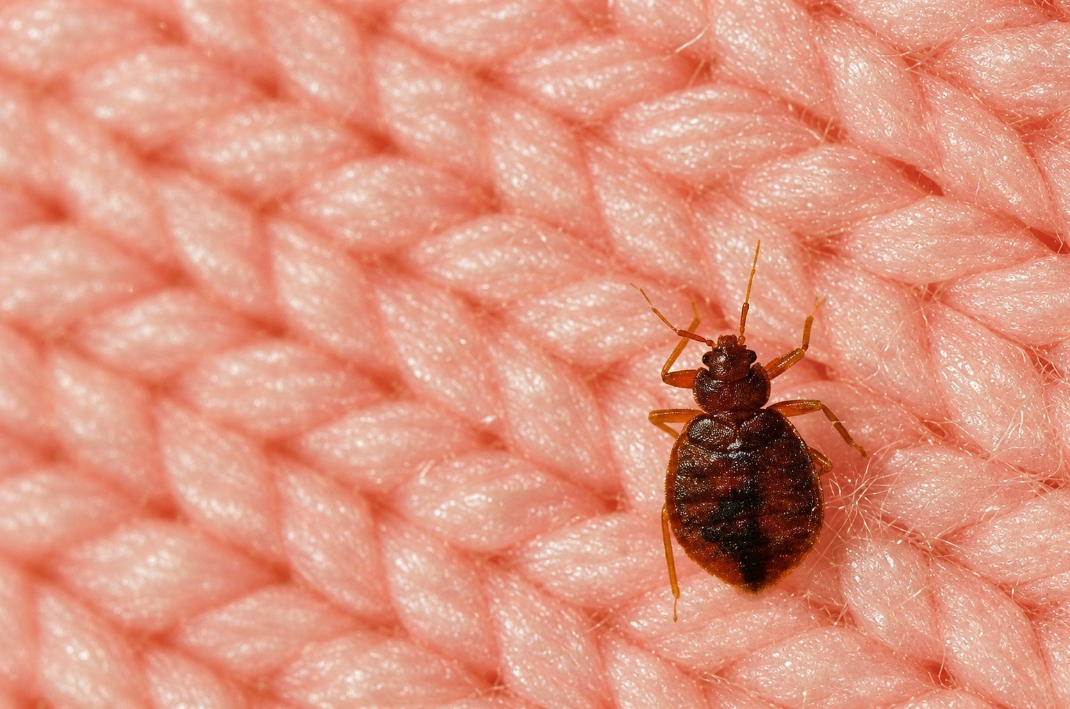 Gros plan macro d'une punaise de lit brune posée sur un tissu en maille rose.